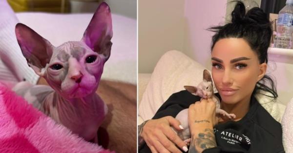 凯蒂·普莱斯(Katie Price)抱着她的新斯芬克斯小猫